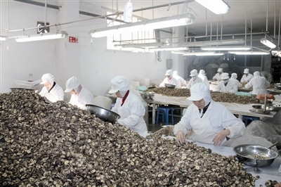 从田间到舌尖 丽水香菇的严选之路与市场机遇