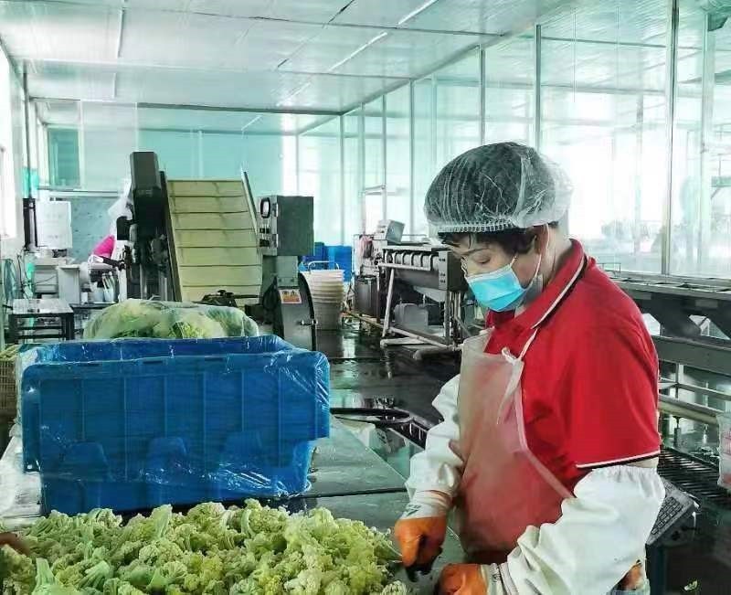 中国人寿财险推出预制菜专属定制服务——以食品安全护航产业高质量发展